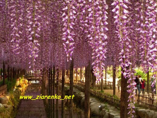 Glicynia Chińska Wisteria sinensis