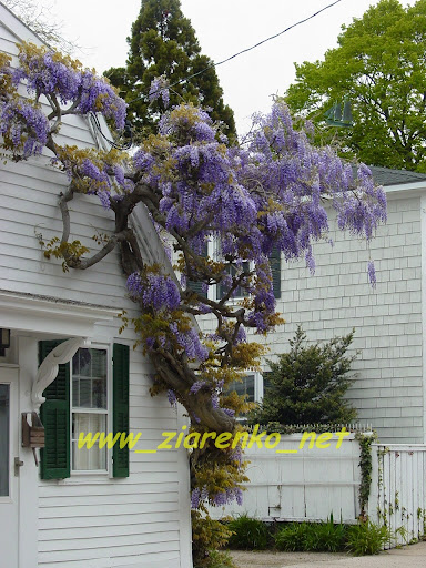 http://lh6.ggpht.com/_Sk1BvEVaxbs/S5fsdK2iQuI/AAAAAAAAA8s/b0hmzhTNWKM/s512/wisteria_2.JPG