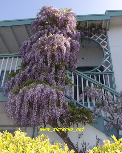 Glicynia Chi�ska Wisteria sinensis