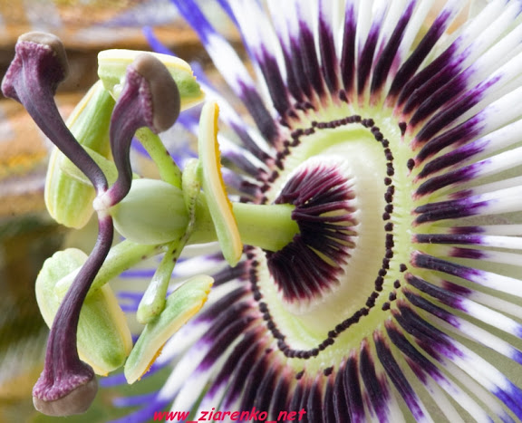 Kwiat męki pańskiej Passiflora marakuja