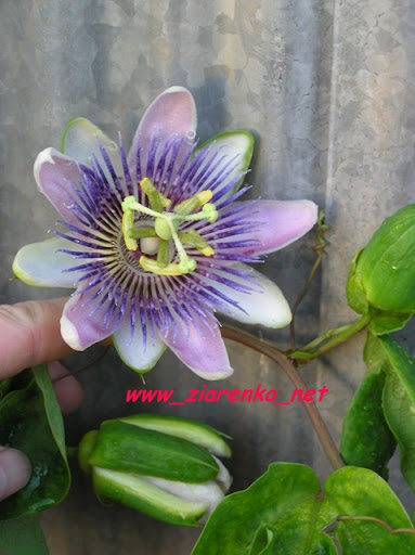 Kwiat męki pańskiej Passiflora marakuja