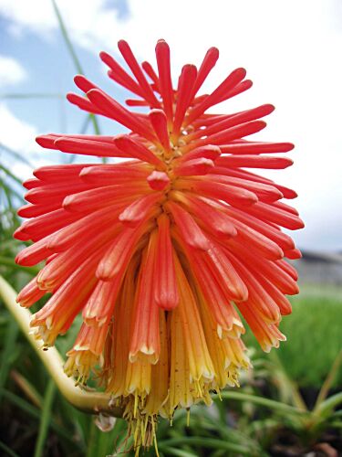 Trytoma groniasta Kniphofia uvaria