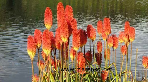 Trytoma groniasta Kniphofia uvaria