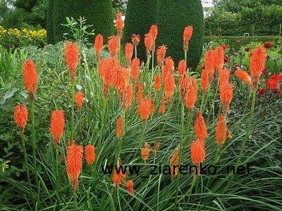 Trytoma groniasta Kniphofia uvaria