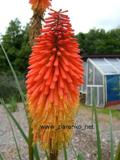Trytoma groniasta Kniphofia uvaria