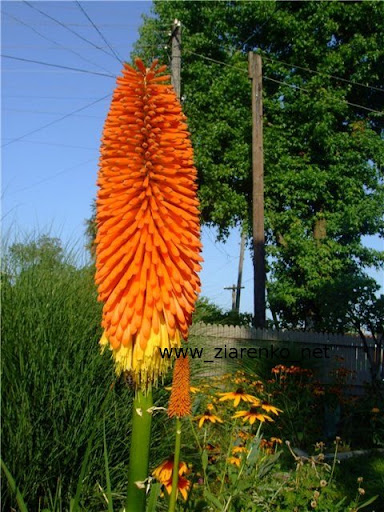 Trytoma groniasta Kniphofia uvaria