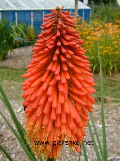 Trytoma groniasta Kniphofia uvaria