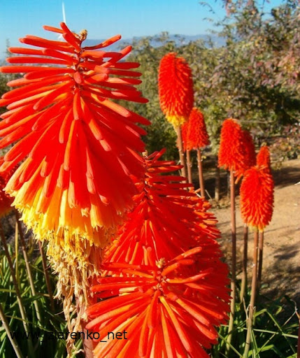 Trytoma groniasta Kniphofia uvaria