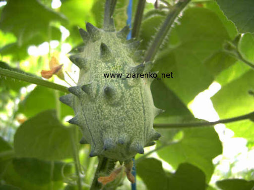 Kiwano Cucumis metuliferus