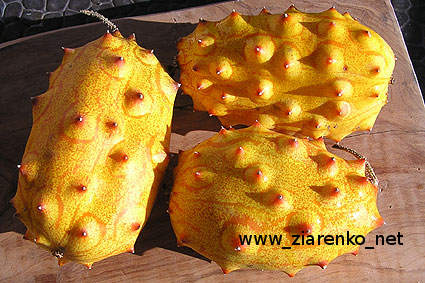 Kiwano Cucumis metuliferus