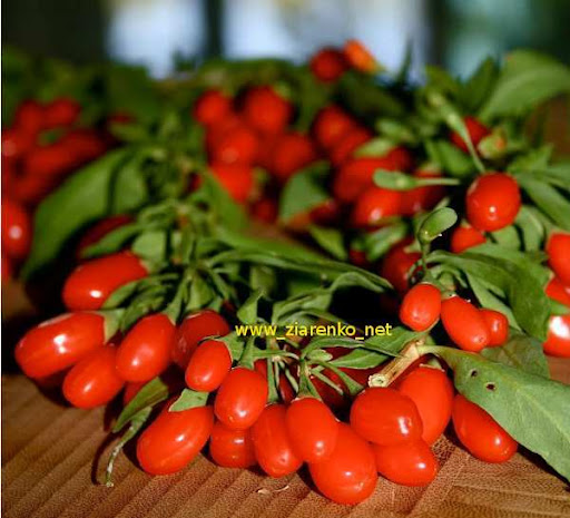 goji99.jpg
