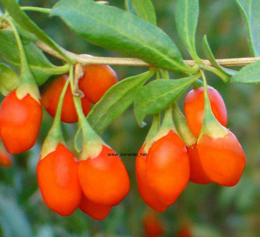 JAGODY GOJI, Kolcow�j pospolity (Lycium barbarum)
