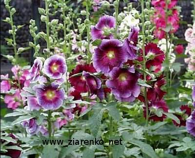 Malwa (Althaea rosea)