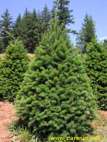 Daglezja zielona, �wi�teczne drzewko (Pseudotsuga menziesii)