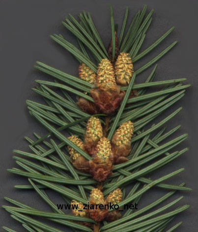 Daglezja zielona, �wi�teczne drzewko (Pseudotsuga menziesii)