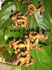 Howenia s�odka (Hovenia dulcis)