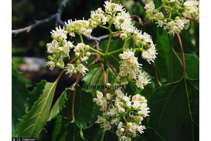 Howenia słodka (Hovenia dulcis)