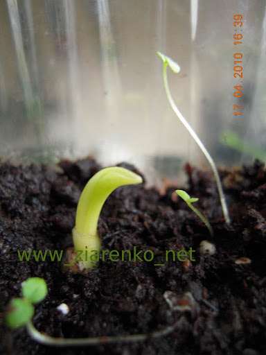 Rajski Ptak (Strelitzia reginae)