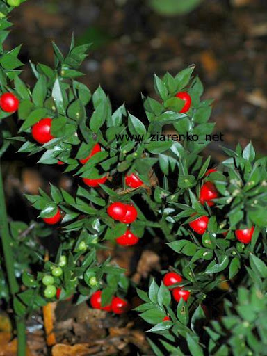 Ruszczyk kolczasty (Ruscus aculeatus)
