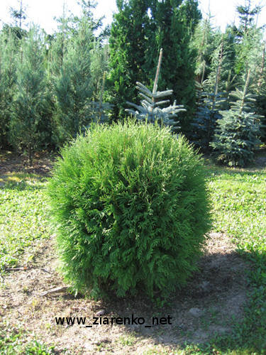 �ywotnik zachodni (Thuja occidentalis)