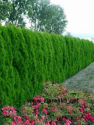 �ywotnik zachodni (Thuja occidentalis)