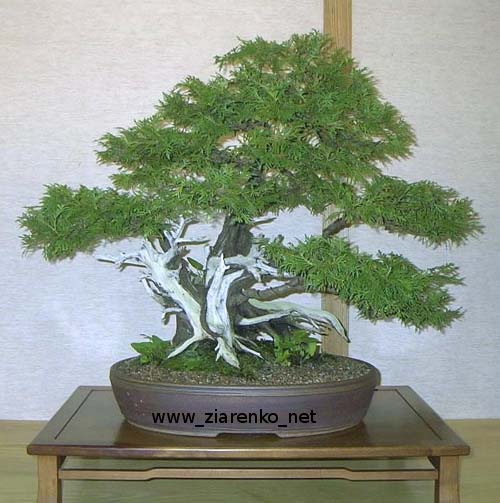 �ywotnik zachodni (Thuja occidentalis)