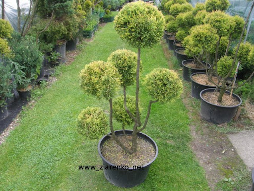 �ywotnik zachodni (Thuja occidentalis)