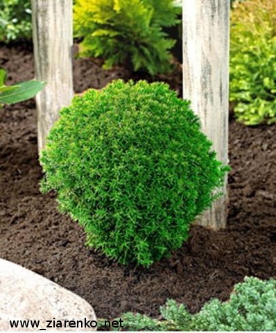 �ywotnik zachodni (Thuja occidentalis)