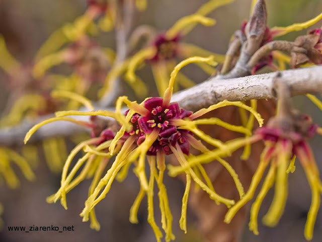 Oczar mi�kkow�osy (Hamamelis mollis)