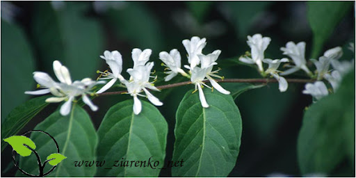 Wiciokrzew Maacka (Lonicera maackii)