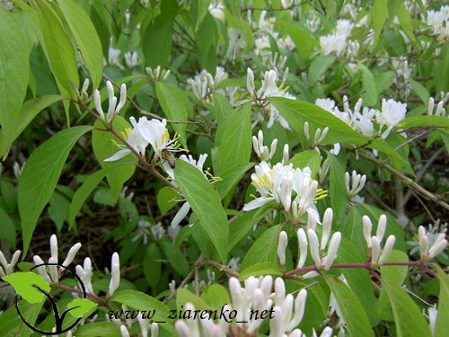 Wiciokrzew Maacka (Lonicera maackii)