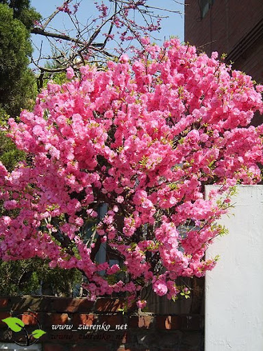 Migda�ek tr�jklapowy (Prunus triloba)