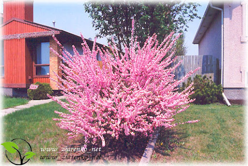 Migda�ek tr�jklapowy (Prunus triloba)