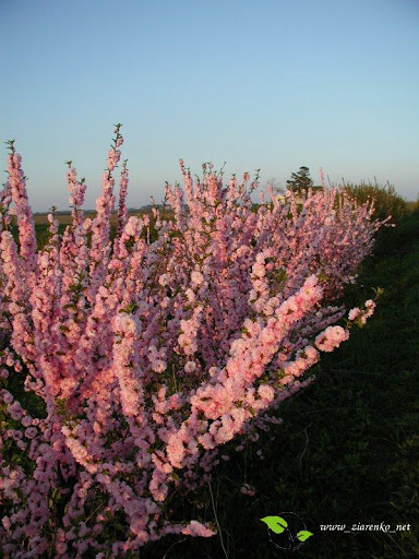 Migda�ek tr�jklapowy (Prunus triloba)