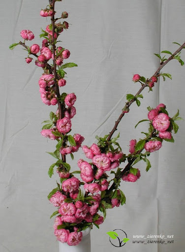 Migda�ek tr�jklapowy (Prunus triloba)