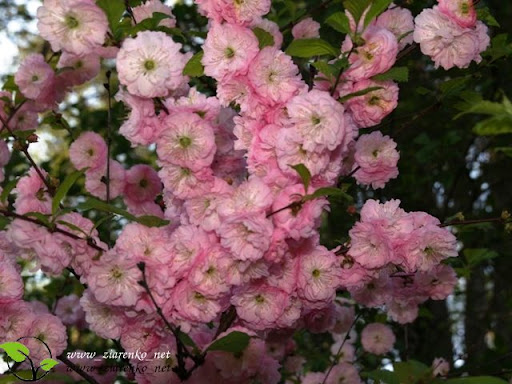 Migda�ek tr�jklapowy (Prunus triloba)
