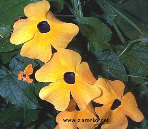 Tunbergia (Tunbergia alata)