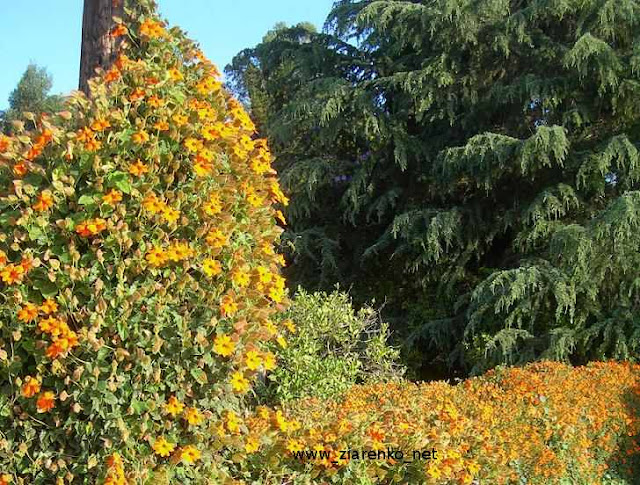 Tunbergia (Tunbergia alata)