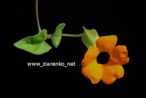Tunbergia (Tunbergia alata)