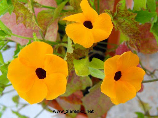 Tunbergia (Tunbergia alata)