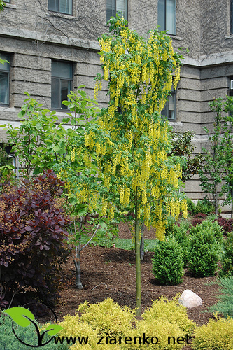 Z�otokap (Laburnum anagyroides)