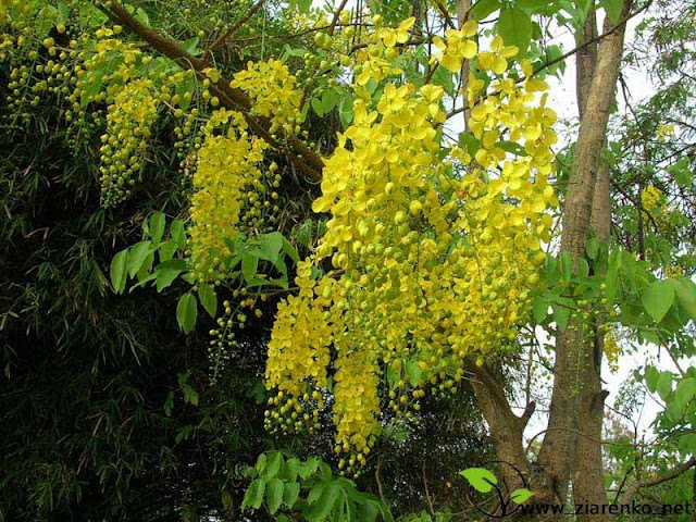 Z�otokap (Laburnum anagyroides)