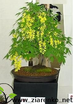Z�otokap (Laburnum anagyroides)