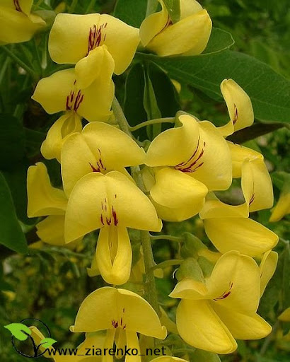 Z�otokap (Laburnum anagyroides)