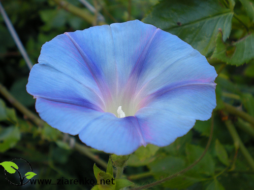 Wilec purpurowy ''niebia�skie pn�cze'' ( Ipomoea purpurea )
