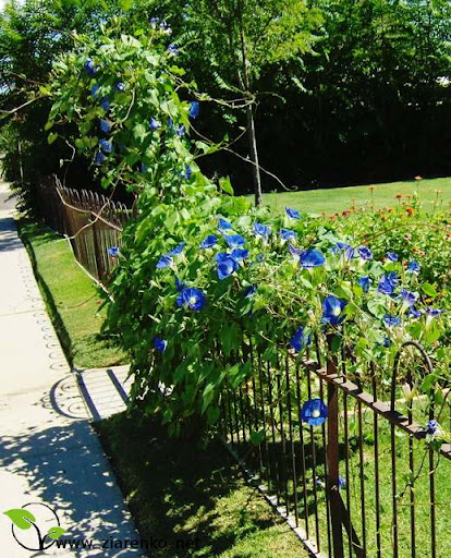Wilec purpurowy ''niebia�skie pn�cze'' ( Ipomoea purpurea )