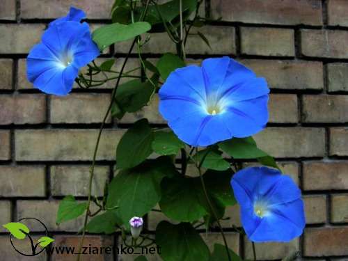 Wilec purpurowy ''niebia�skie pn�cze'' ( Ipomoea purpurea )