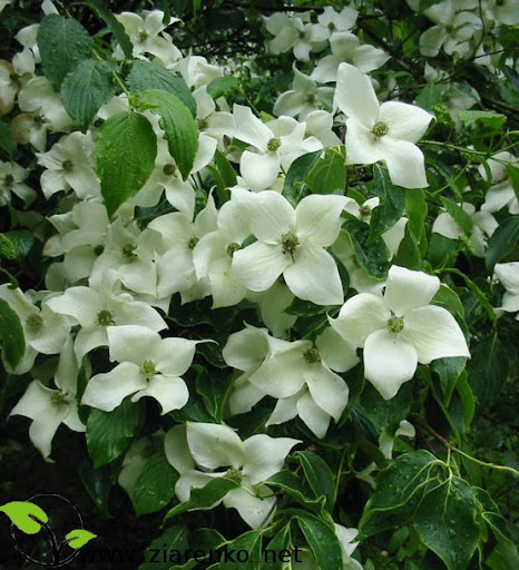 Dere� Kousa (Cornus kousa chinensis)