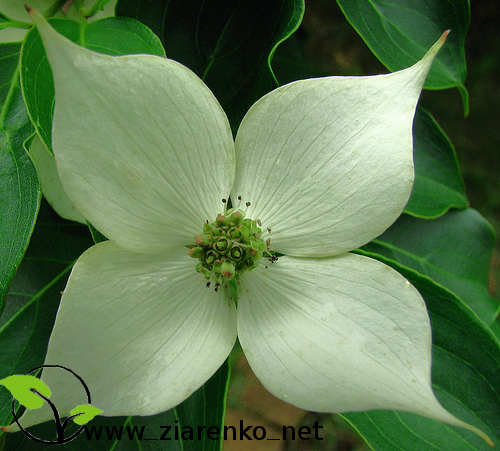 Dere� Kousa (Cornus kousa chinensis)