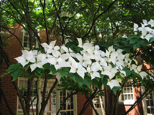 Dere� Kousa (Cornus kousa chinensis)